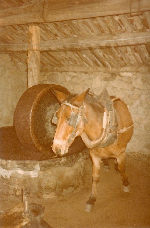 fragnu, t 1983 : mule de Jean-Batti ou de Jean Pierre Mazzoni