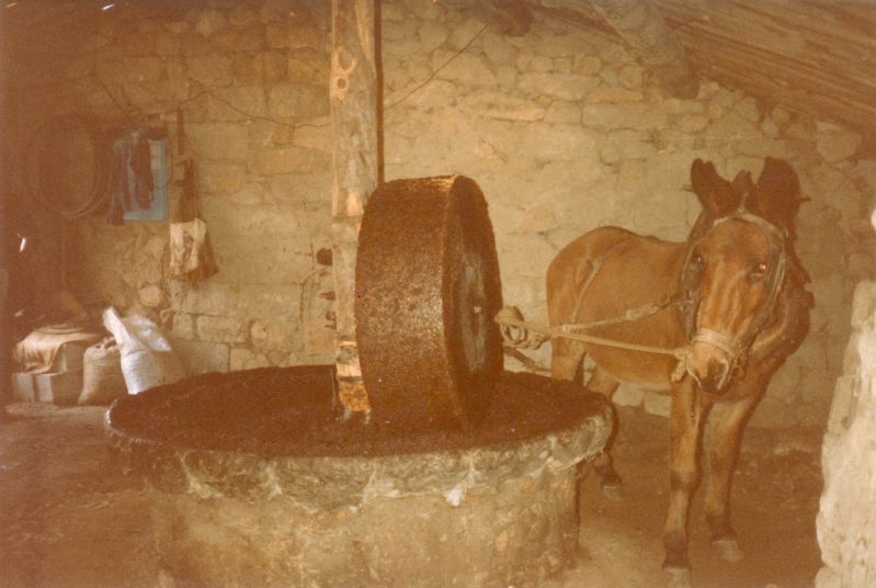 fragnu, t 1983 : mule de Jean-Batti ou de Jean Pierre Mazzoni